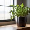 Indoor herb gardening