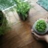 The Ultimate Guide to Indoor Herb Gardening: Tips and Tricks for Year-Round Freshness