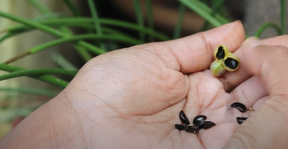 Rain Lily seeds