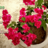 Do these 5 things to grow huge Bougainvillea plant fast - leafy whisper