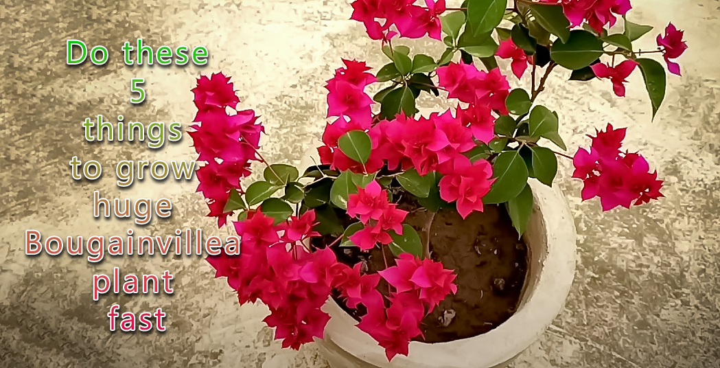 Do these 5 things to grow huge Bougainvillea plant fast - leafy whisper