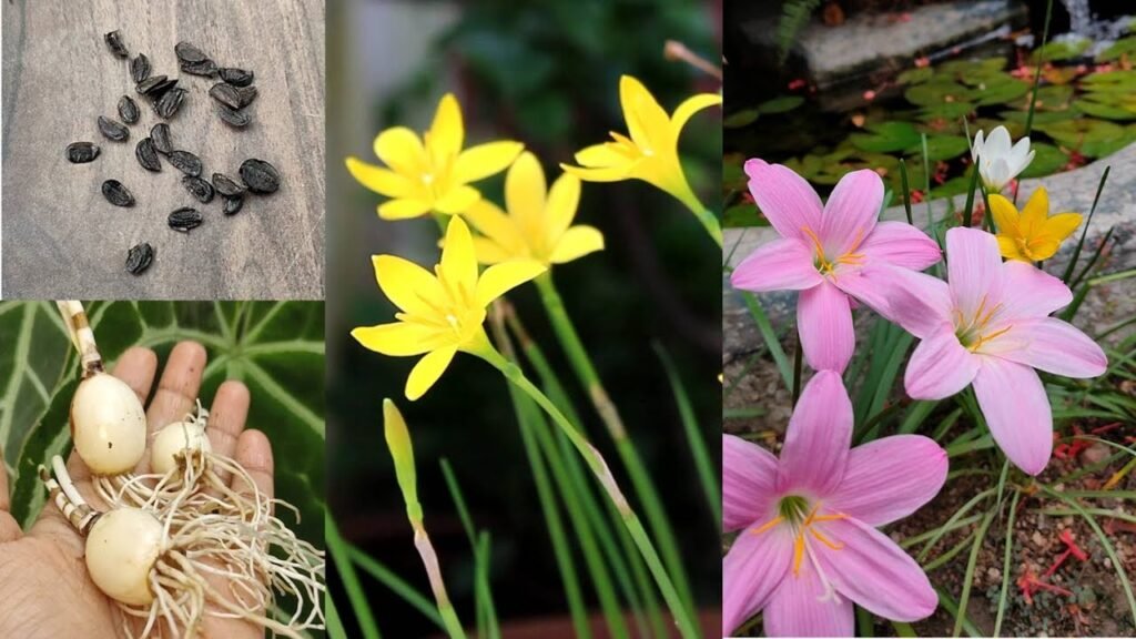 Top 5 Rain Lily Plant Care tips: And process of getting seeds from rain lily