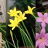 Top 5 Rain Lily Plant Care tips: And process of getting seeds from rain lily